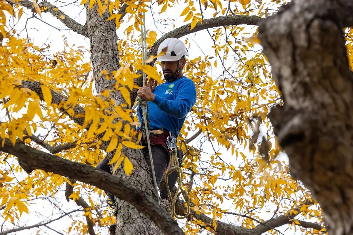 Skilled Tree Transplanting crew working in Silver City
